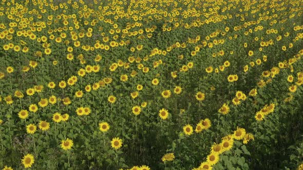 Crop Of Organic Sunflower Helianthus Annuus From Above 