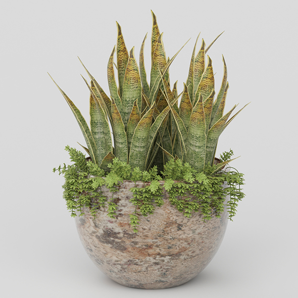 Vray Ready Potted - 3Docean 20585225