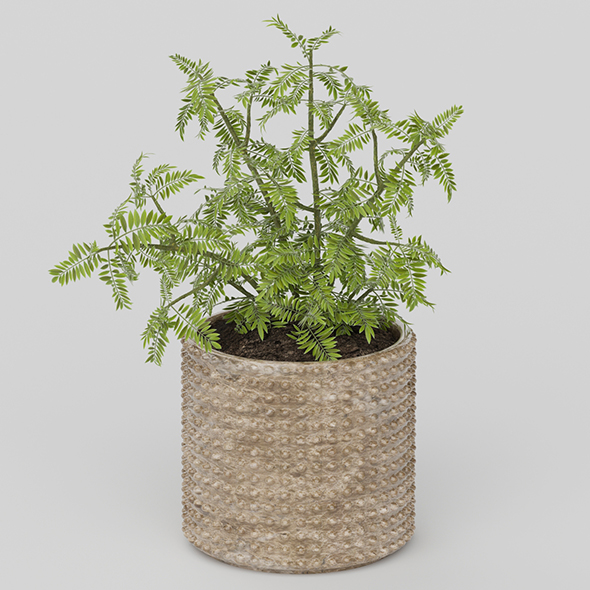 Vray Ready Potted - 3Docean 20585727