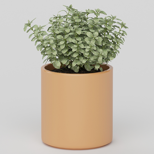 Vray Ready Potted - 3Docean 20585800