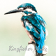 KingfisherMusic