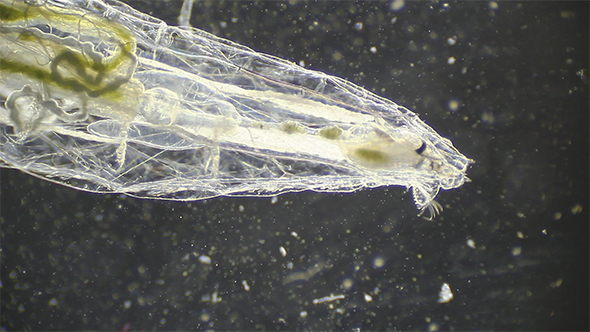 Microscopy: Insect Larva SP 02