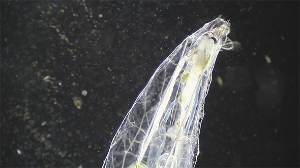 Microscopy: Insect Larva SP 01