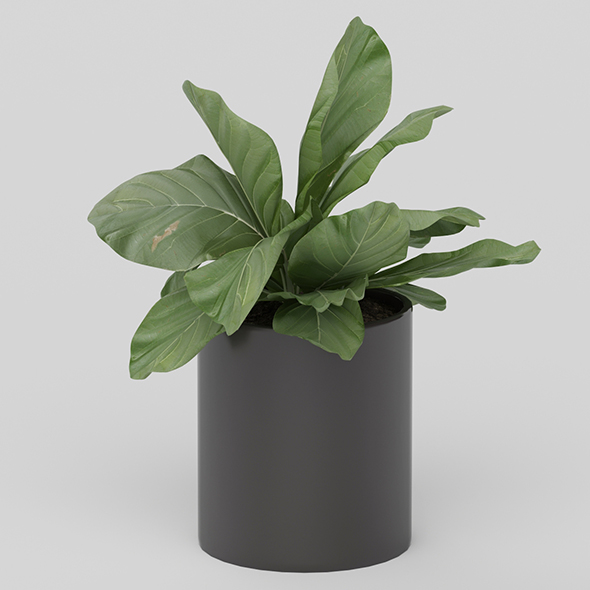 Vray Ready Potted - 3Docean 20587422
