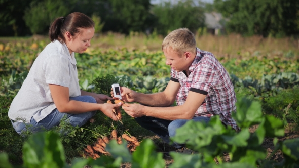 Carrot Analysis On Nitrates And Radiation alt