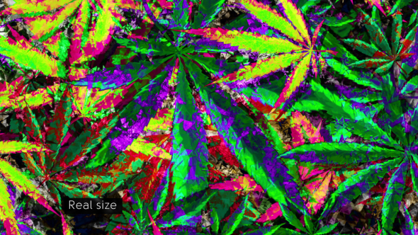 Marijuana Grunge Background 003 4K by techphocus | VideoHive
