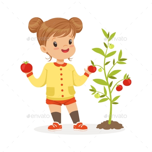 Girl Picking Tomatoes in the Garden - Food Objects