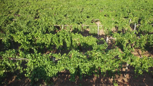Vineyard View From the Air alt