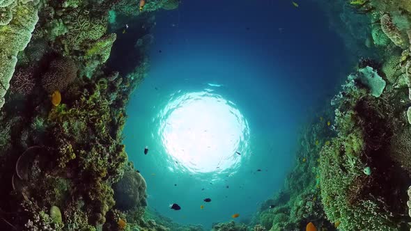 Coral Reef and Tropical Fish alt