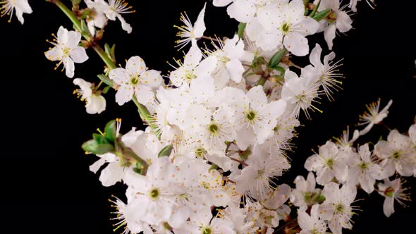 Cherry Blossom. White Flowers Blossoms on the Branches Cherry Tree. alt