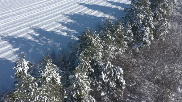 Evergreen tree shadows in the woods 4K drone video alt