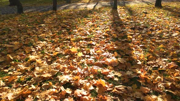 Fallen Autumn Leaves Background. alt