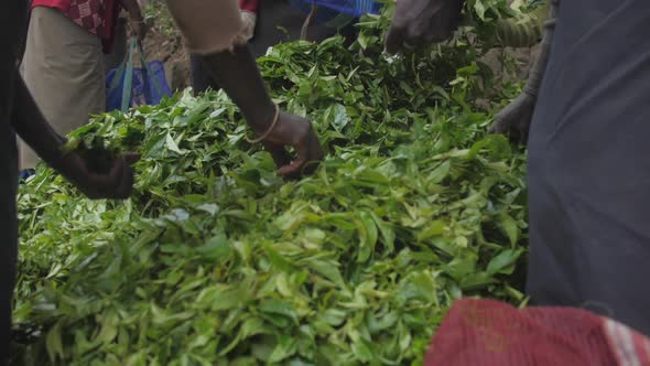 Local Workers Filter Large Pile of Fresh Green Tea Leaves alt