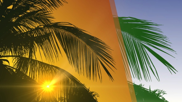 Backgrounds With Palm Tree Leaves