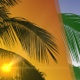 Backgrounds With Palm Tree Leaves - VideoHive Item for Sale