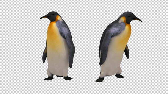 Confused Penguin (2-Pack)
