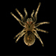 Tarantula - VideoHive Item for Sale