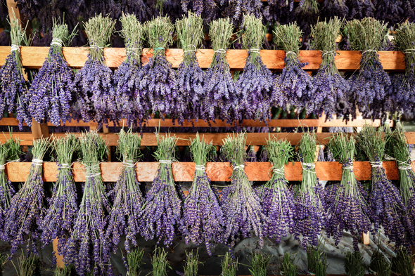 Dried bunches of lavender hanging on wooden ladders