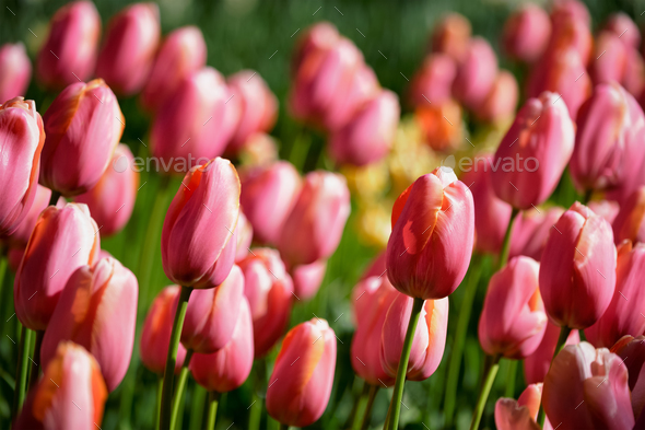 Blooming tulips flowerbed in Keukenhof flower garden, Netherland - Stock Photo - Images