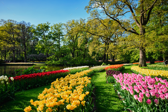 Blooming tulips flowerbeds in Keukenhof flower garden, Netherlan - Stock Photo - Images