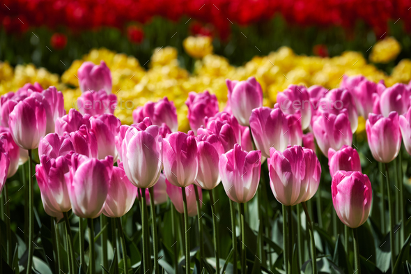 Blooming tulips flowerbed in Keukenhof flower garden, Netherland - Stock Photo - Images
