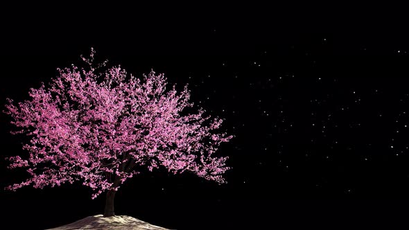 Cherry Blossom 03 Alpha 4K