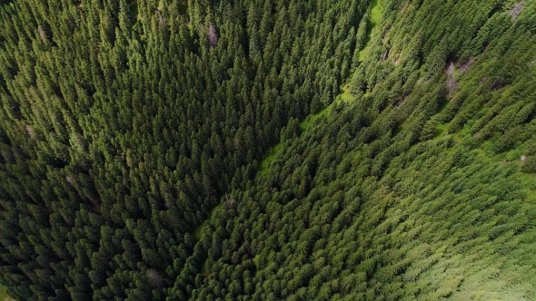 Flight Over Forest in Mountains