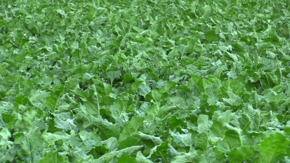 Field Land with Beet Sugar Beta Vulgaris Altissima, Leaves in the Wind