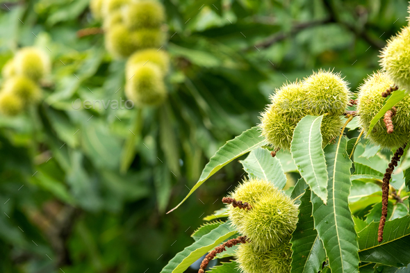 Sweet chestnuts growing on a tree Stock Photo by UrosPoteko | PhotoDune