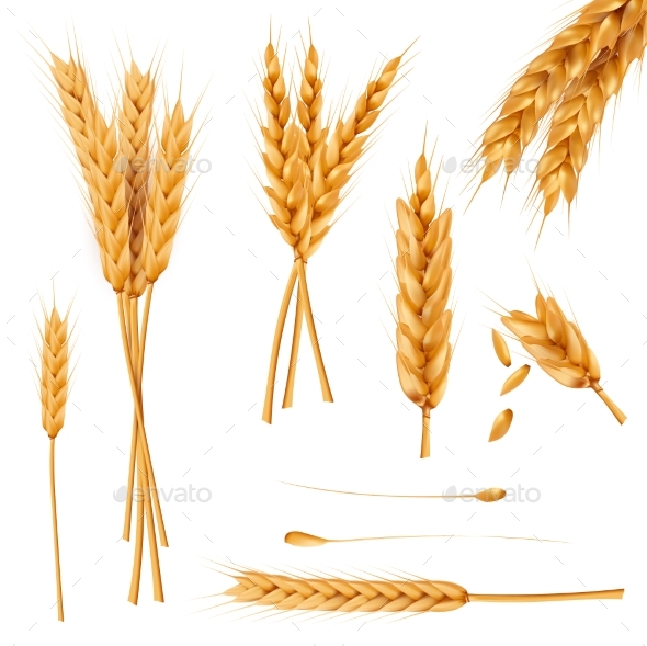 Wheat Ears and Seeds Realistic Vectors Collection - Food Objects