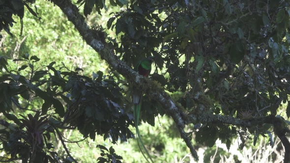 Quetzal Bird with Bug in Beak Over Tree Branch alt