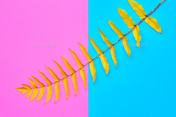 Fern - Stock Photo - Images