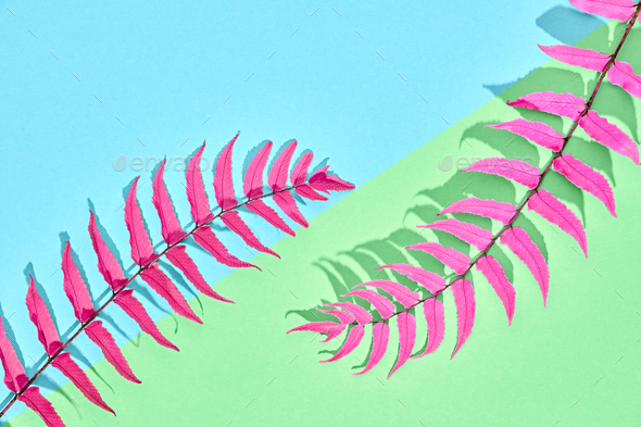 Tropical Leaf - Stock Photo - Images
