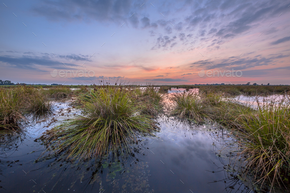 Large clumps of Soft rush under pastel sunset - Stock Photo - Images