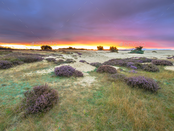 Dots of Heath Hoge Veluwe National Park Holland - Stock Photo - Images