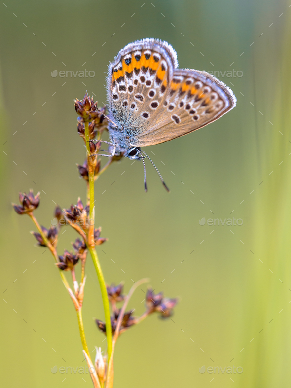 Female silver studded blue butterfly preparing for night - Stock Photo - Images