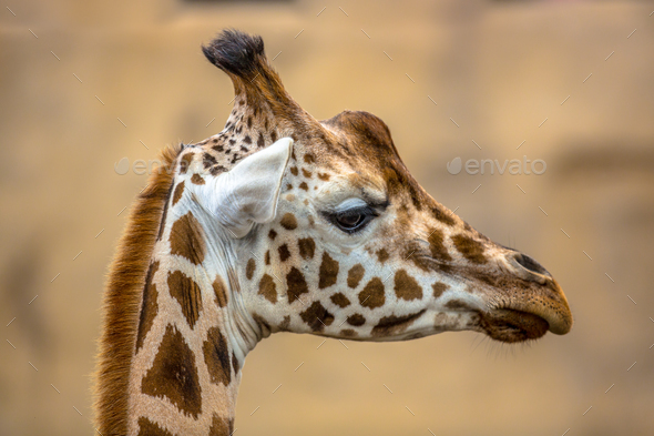 Head profile of southern giraffe