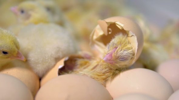 Hatching Chicken Coming Out of an Egg by ABC-video | VideoHive