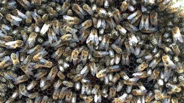 Flying Bees Collect Honey on a Private Apiary