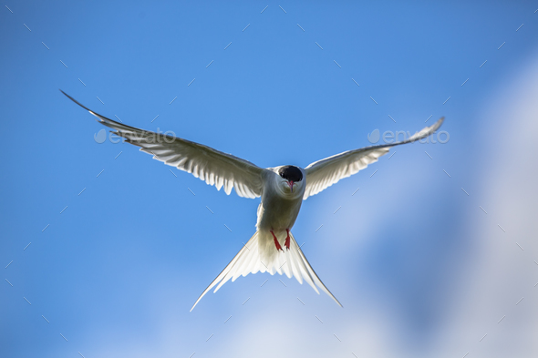 Hovering Arctic tern - Stock Photo - Images
