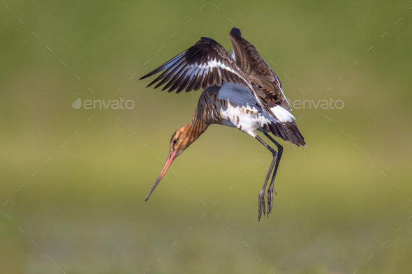 Black-tailed Godwit wader bird preparing to land