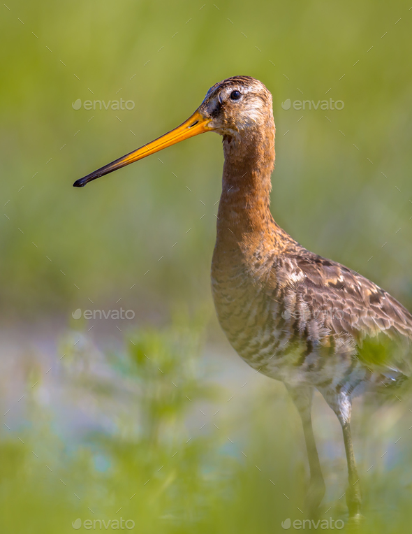 Black-tailed Godwit wader bird standing in water and looking in
