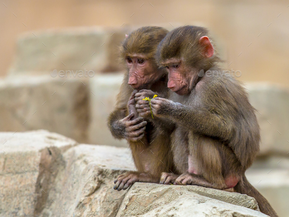 Two juvenile Hamadryas baboons - Stock Photo - Images