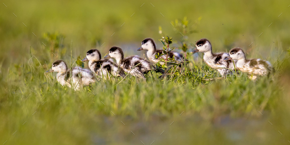 Row of cute Shelduck ducklings running in a row - Stock Photo - Images