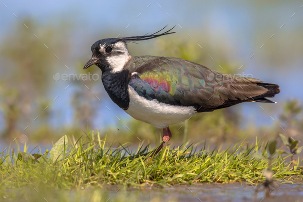 Northern lapwing male standing majestically in grassland habitat - Stock Photo - Images