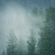 Rain And Mist In Wilderness Forest Rain And Mist In Wilderness Forest - VideoHive Item for Sale