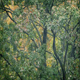 Trees In Heavy Rainfall - VideoHive Item for Sale