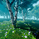 Birch Forest - VideoHive Item for Sale