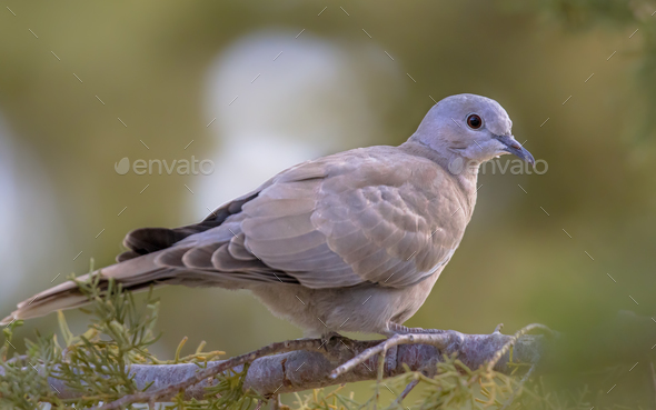 Eurasian collared dove on branch of conifer