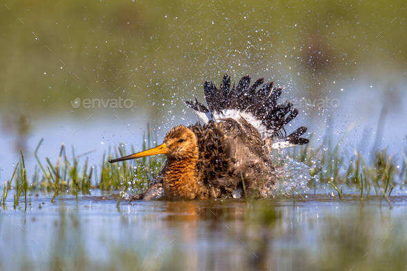Black-tailed Godwit wader bird washing and splashing